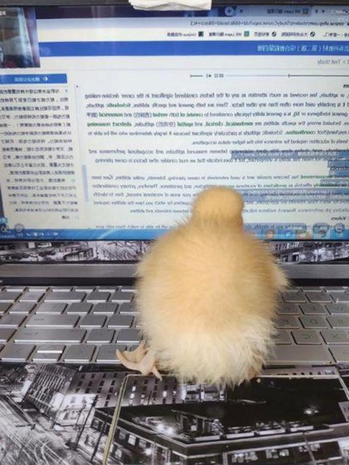 上海第二中学化学老师张越出轨风波:未成年学生牵出的校园震荡